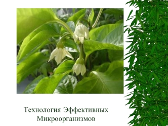 Технология Эффективных Микроорганизмов