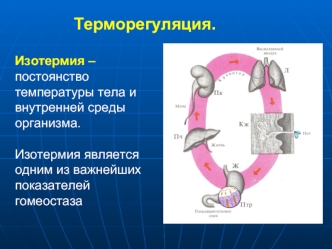 Терморегуляция и ее типы