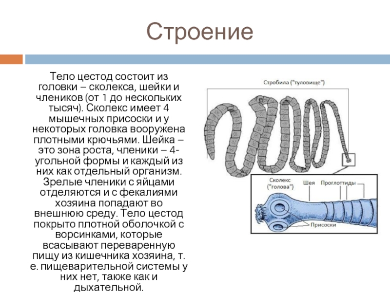 Организмы состоят из множества. Строение цестод. Строение сколекса цестод. Тело ленточных червей состоит из.