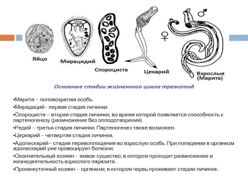Стадия жизненного цикла червя. Жизненный цикл гельминтов схема. Размножении стадии гельминтов. Стадии развития гельминтов микробиология. Циклы развития гельминтов схема.