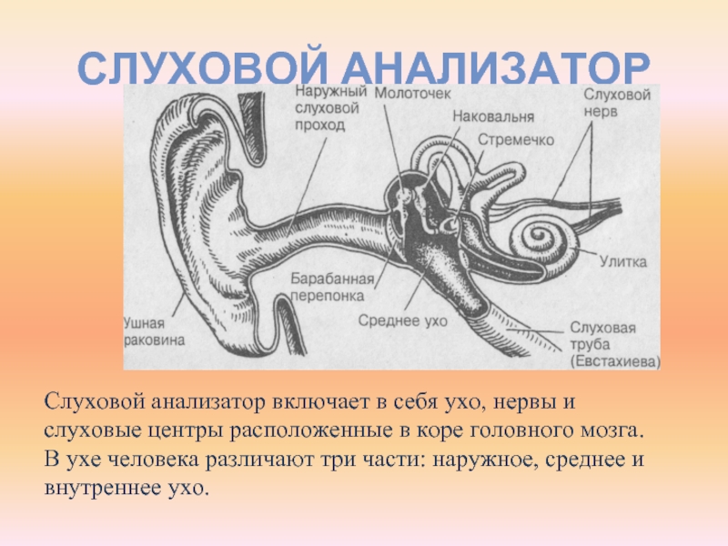 Курсовая работа по теме Орган слуха и равновесия. Проводящие пути слухового анализатора