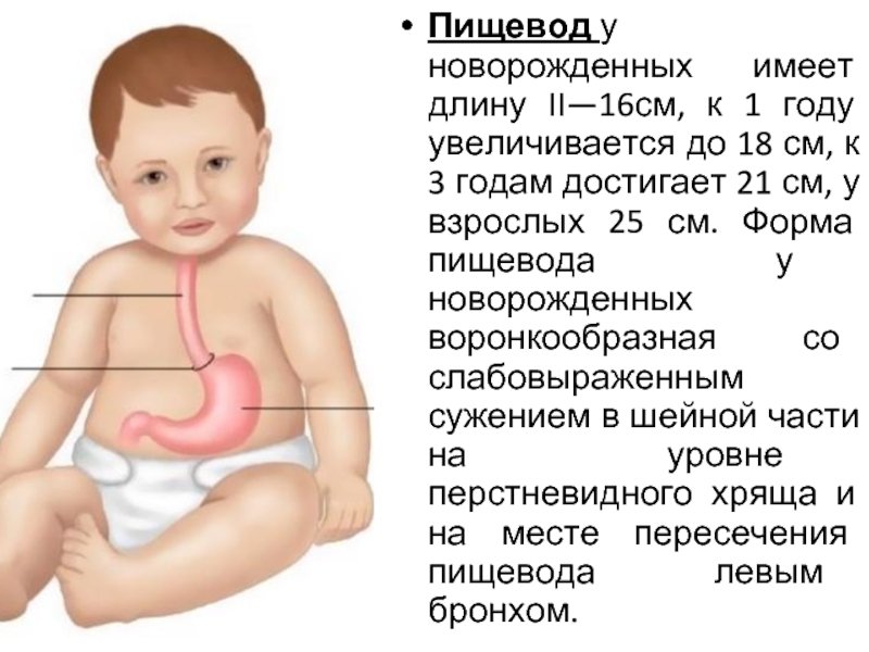 Форма пищевода. Пищевод новорожденных. Пищеварительная система у новорожденных. Форма пищевода у новорожденных.