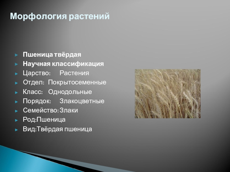 Пшеничный разбор. Семейство злаковые пшеница. Систематика растений пшеница. Семейство злаковые классификация. Пшеница классификация растения.