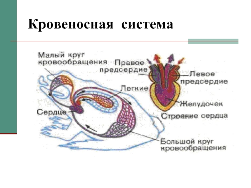 Схема кровообращения лягушки