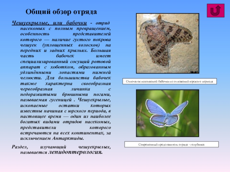 Реферат: Отряд Чешуекрылые, или бабочки