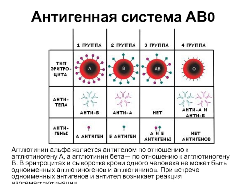 Антитела стань