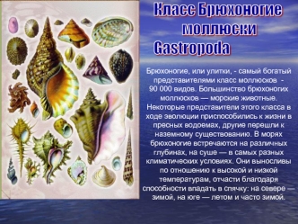 Класс Брюхоногие
          моллюски          
Gastropoda