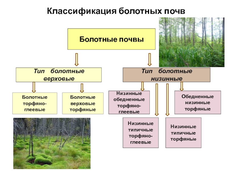 Болотный процесс. Классификация болотных почв. Торфно-болотные почвы. Виды почв Болотная. Болотные почвы характеристика.