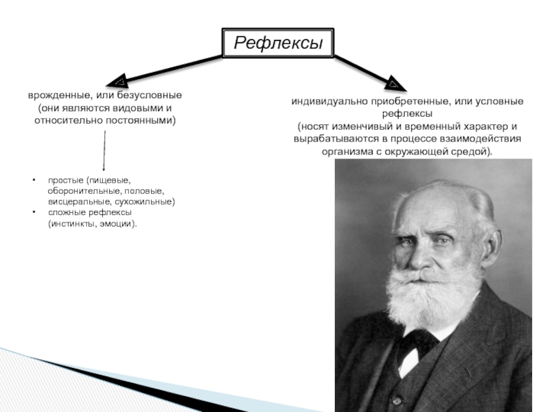 Вырабатывается в процессе эволюции рефлекс. Рефлексы условные и безусловные врождённые приобретённые. Классификация безусловных рефлексов Павловым..