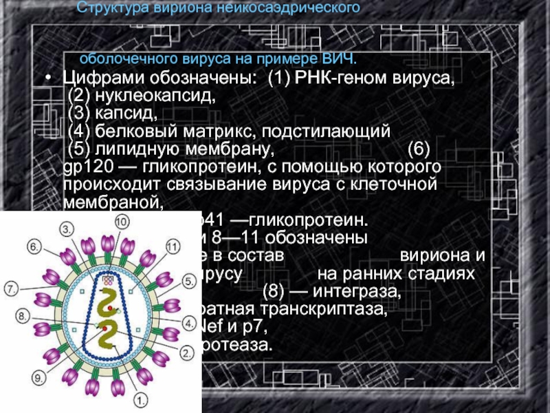 Структура вириона неикосаэдрического    оболочечного вируса на примере ВИЧ.  Цифрами обозначены: (1) РНК-геном вируса,