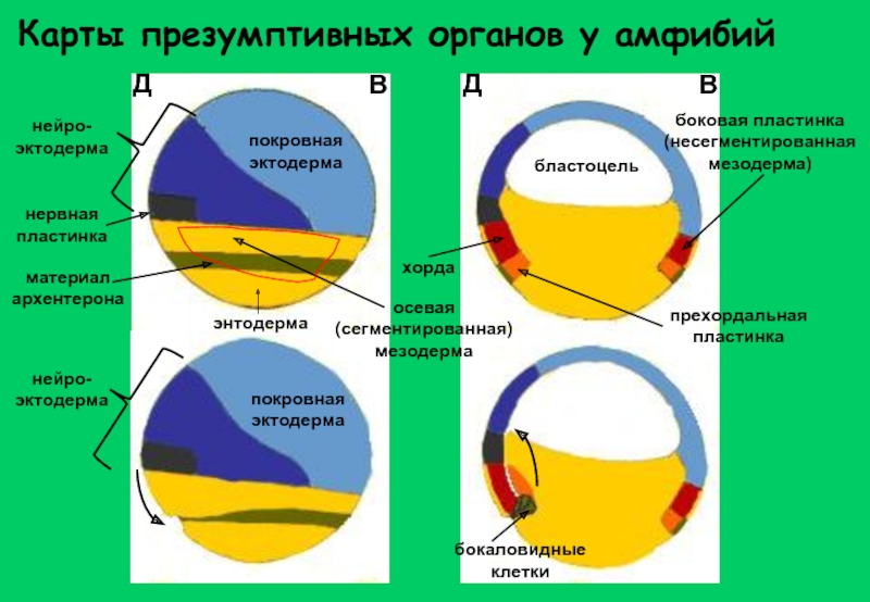 Карта презумптивных зачатков птиц