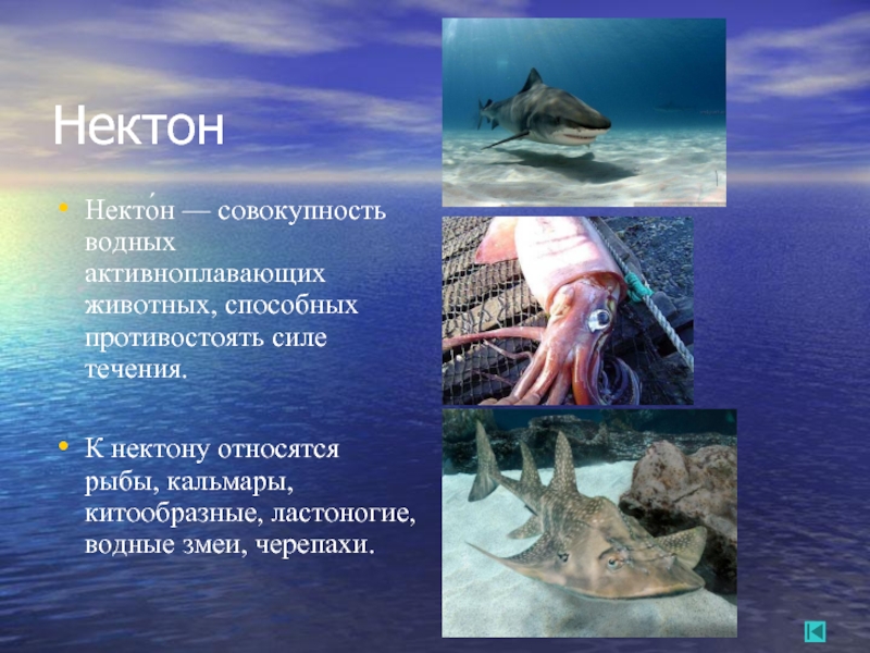 Нектон группа организмов. Планктон Нектон бентос. Обитатели планктона нектона и бентоса. Планктон 2. Нектон 3. бентос. Водные животные планктон Нектон бентос.
