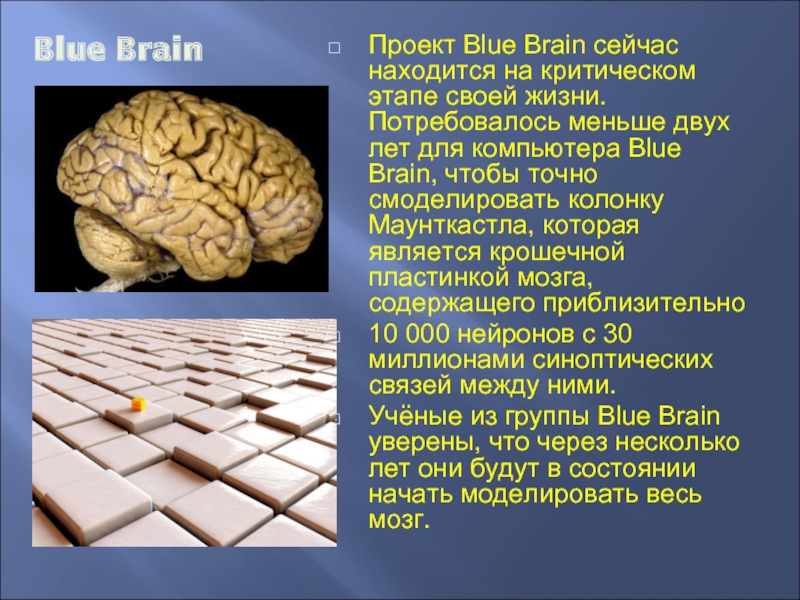 Сколько может прожить мозг. Проект мозг. Проект мозг 4.5. Проект #мозг45. Blue Brain.