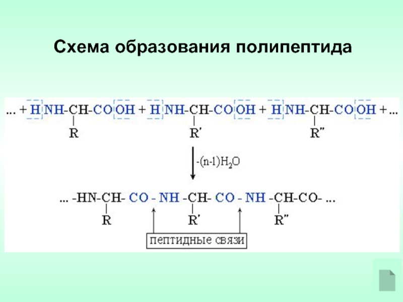 Схема образования пептидной связи