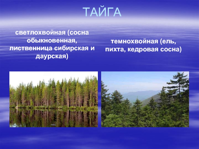 Пояс тайги в россии. Тайга темнохвойная и светлохвойная таблица. Светлохвойная Тайга климат. Тайга природная зона. Зона тайги климат.