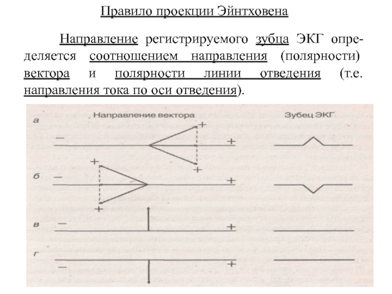 Коэффициент проекции. Правило Эйнтховена. Полярность векторов на ЭКГ.