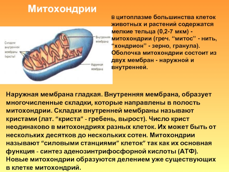 Внутренняя мембрана. Складки внутренней мембраны митохондрии образуют:. Функции наружной мембраны митохондрий. Внутренняя мембрана митохондрий образует. Митохондрии наружная мембрана гладкая.