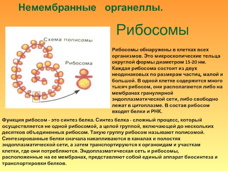 Синтез белков органелла. Немембранные органеллы клетки рибосомы строение и функции. Где находятся рибосомы. Рибосомы находятся в.