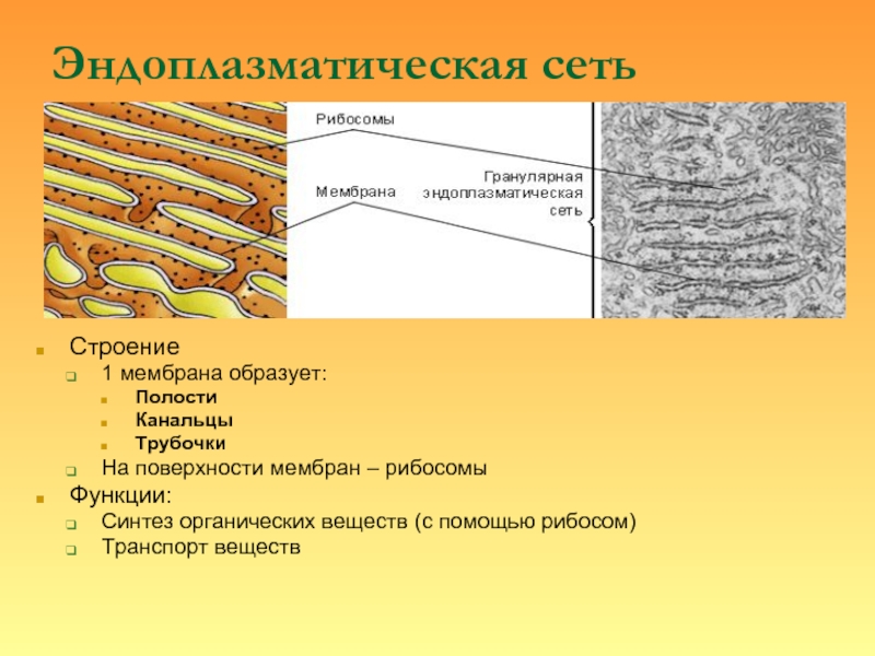 Мембрана эндоплазматической сети функции. Эндоплазматическая сеть ретикулум функции. Эндоплазматический ретикулум структура и функции. Мембраны эндоплазматической сети строение и функции. Гранулярная эндоплазматическая сеть структура.