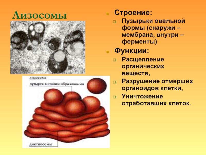 Лизосома упаковка веществ. Строение органоида лизосомы. Лизосомы это в биологии 8 класс. Везикулы и лизосомы. Строение лизосомы клетки.