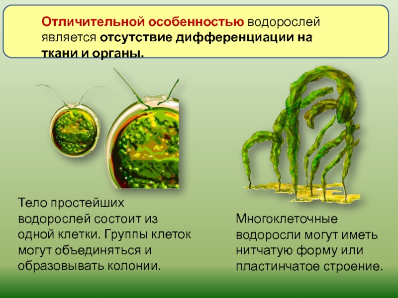 Водоросли низшие растения презентация