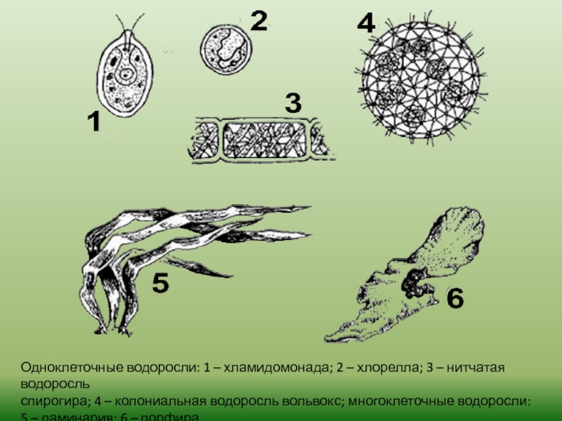 Почему водоросли одноклеточные. Водоросли одноклеточные и многоклеточные. Одноклеточные нитчатые водоросли. Одноклеточные колониальные и многоклеточные водоросли. Ламинария одноклеточная или многоклеточная водоросль.