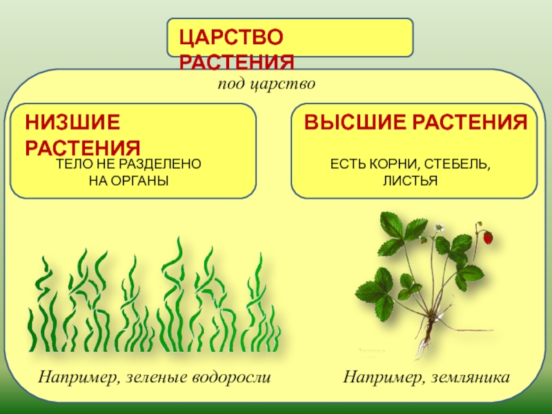 Три примера низших растений. Признаки высших и низших растений. Растения низшие и высшие схема. Низшие и высшие растения таблица. Характеристика высших и низших растений.