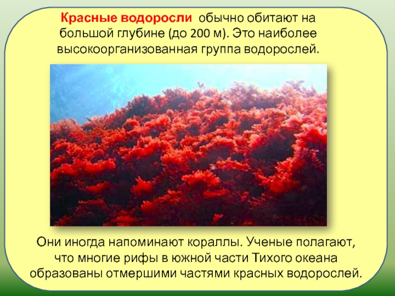 Почему водоросли красные. Красные водоросли обитают. Местообитание красных водорослей. Красные водоросли на глубине. Красные водоросли красные водоросли.