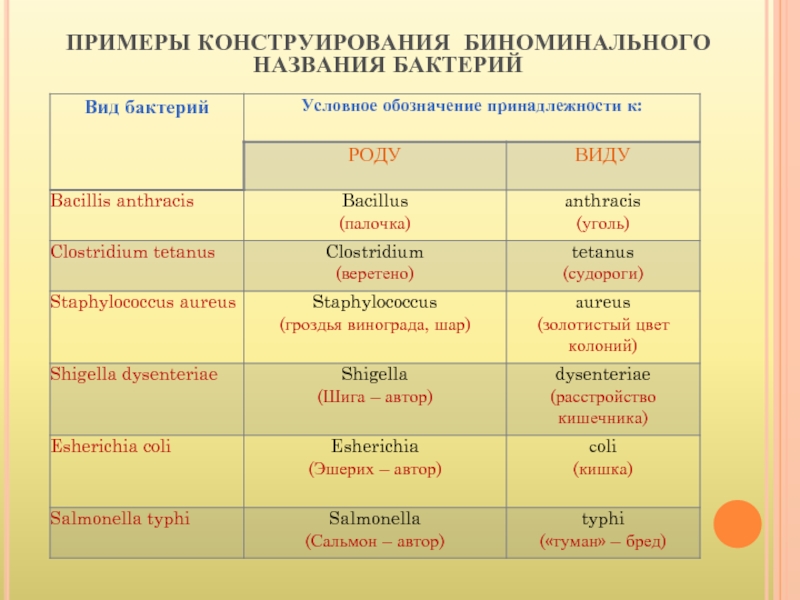 Работы примеры названий. Примеры конструирования биноминального названия бактерий. Биноминальная номенклатура микроорганизмов. Схема биноминального названия микроорганизмов. Род и вид бактерий.