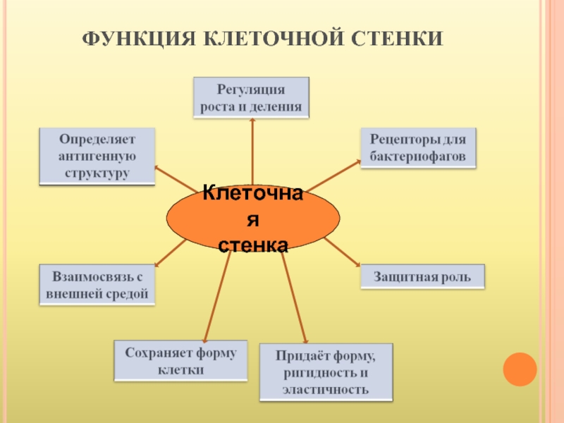 Функция стенки. Функции клетки. Функции клеточной стенки. Функции меди в клетке. Функция стенка функция.