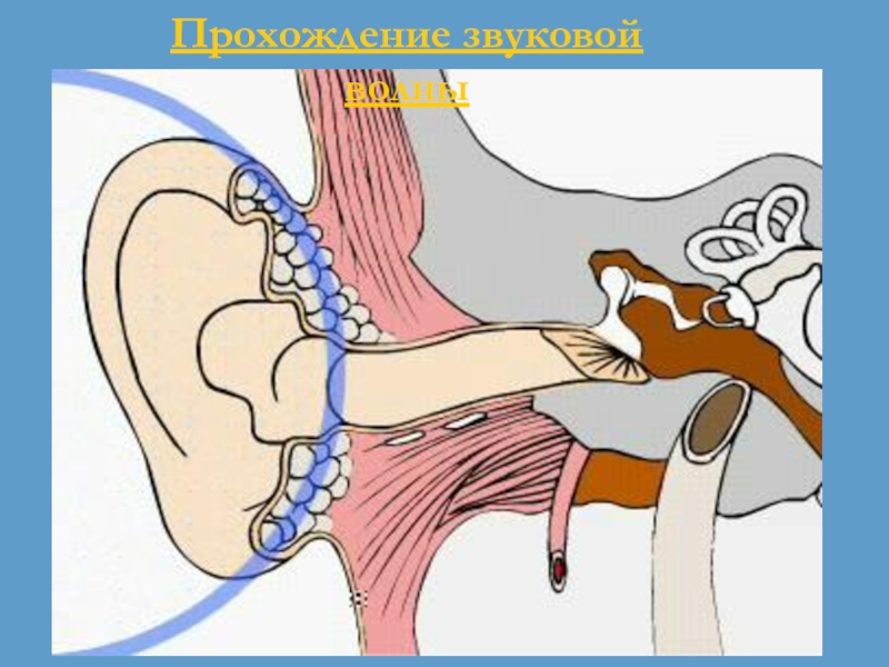 Проход звуковой волны