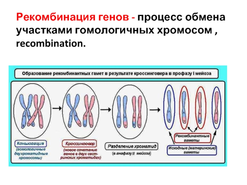 Обмен гомологичных хромосом. Рекомбинация генетического материала схема. Рекомбинация генов. Рекомбинация и кроссинговер. Рекомбинация генов при кроссинговере.