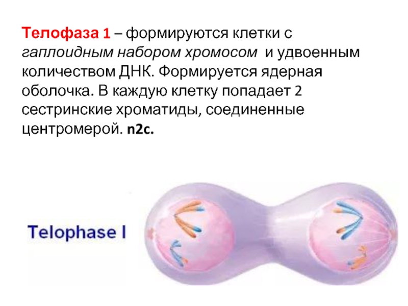 Гаплоидный набор хромосом клетки образуется в результате. Телофаза 1 описание. Телофаза 2. Телофаза мейоза 1 набор хромосом и ДНК. Телофаза 1 набор хромосом и ДНК.