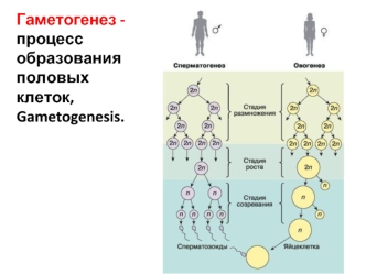 Гаметогенез - процесс образования половых клеток