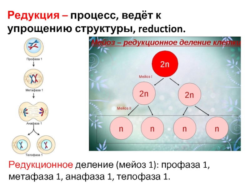 Мейоз 10 класс профильный уровень презентация