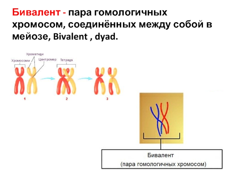 Конъюгация гомологичных хромосом. Биваленты в мейозе 1. Бивалент конъюгация кроссинговер. Конъюгация биваленты. Кроссинговер биваленты.