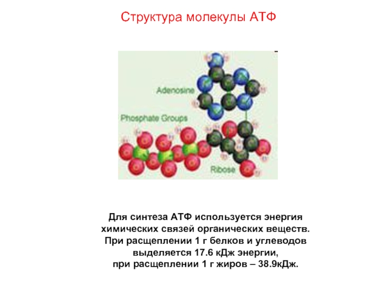 Реакция распада веществ энергия. Энергия при расщеплении 1г белков. Структура синтеза АТФ. Молекулярная структура вещества АТФ. Распад молекулы АТФ.