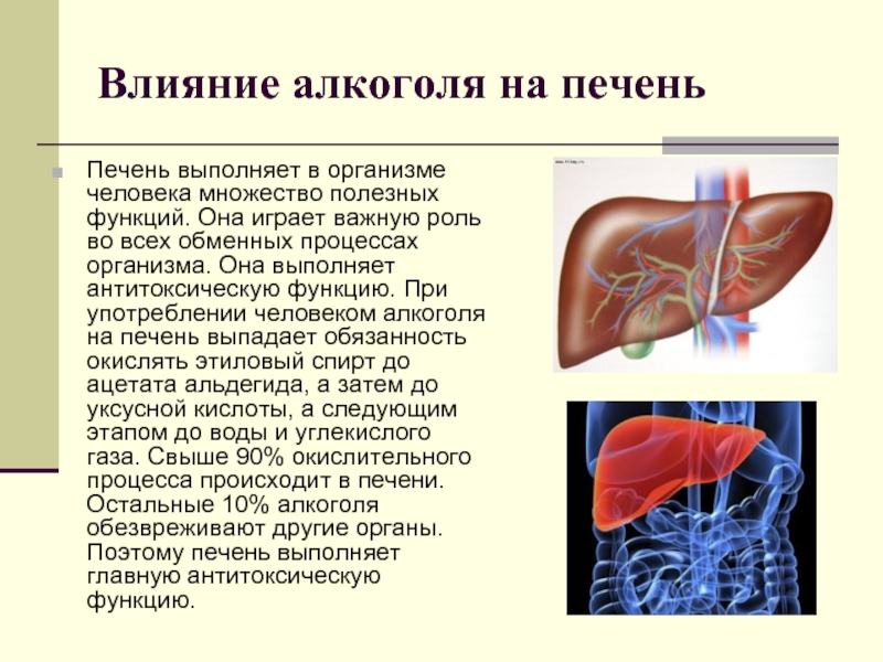 Влияние железа на печень. Строение организма печень. Печень орган в организме человека.