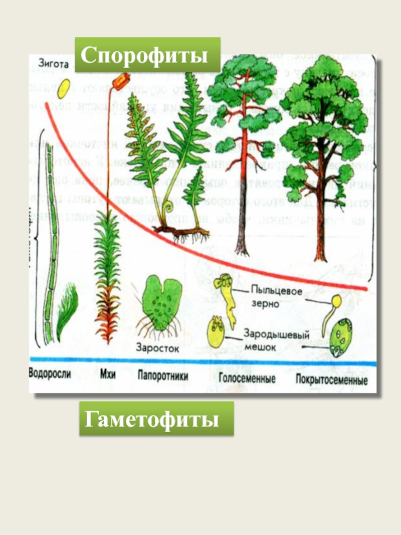 Сравните функции гаметофита. Гаметофит и спорофит у растений цикл. Жизненные циклы растений гаметофит и спорофит. Водоросли мхи гаметофит или спорофит. Спорофит покрытосеменных растений.