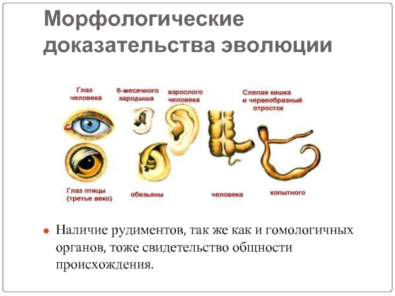 Основные доказательства эволюции презентация