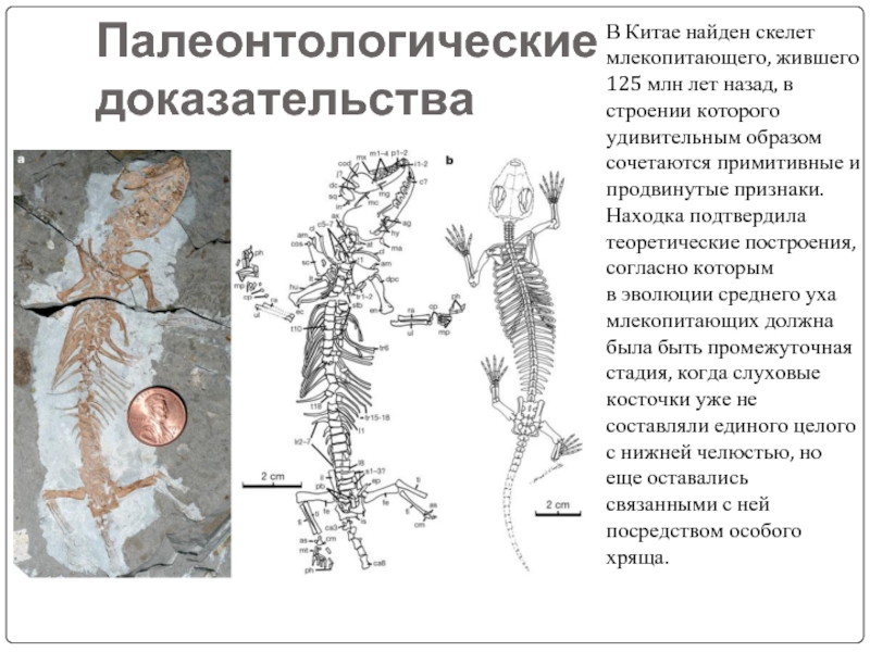 Карта палеонтологических находок