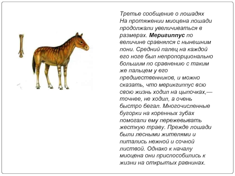 Открыть 3 сообщение. Средний миоцен лошадь. Меригиппус конечности. Плиогиппус лошадь. Миоцен презентация.