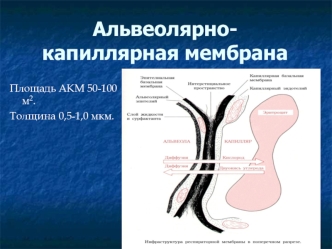 Альвеолярно-капиллярная мембрана