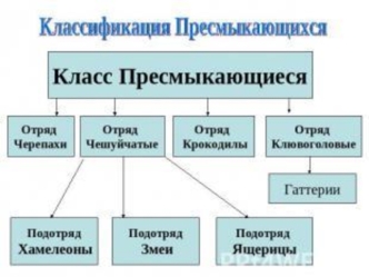 Классификация пресмыкающихся