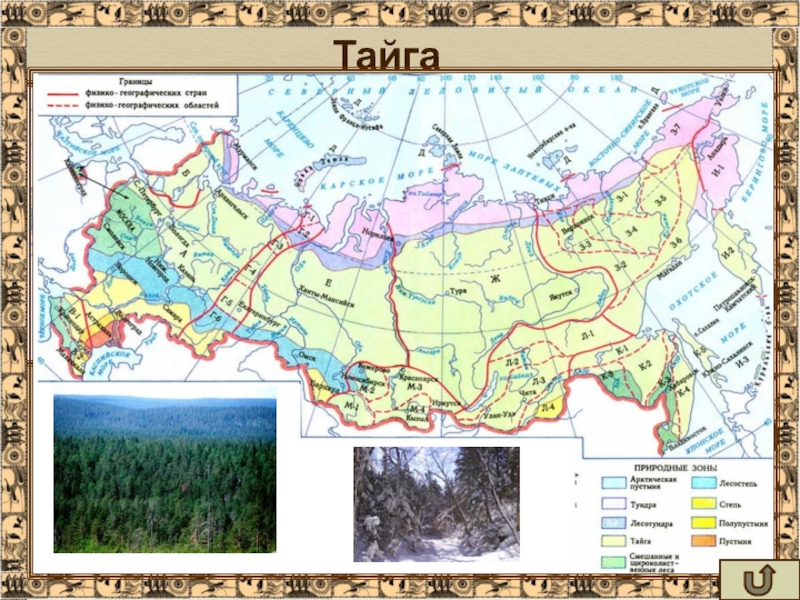 Зона тайги на карте. Тайга на карте России. Тайга на карте России с границами. Географические границы тайги.