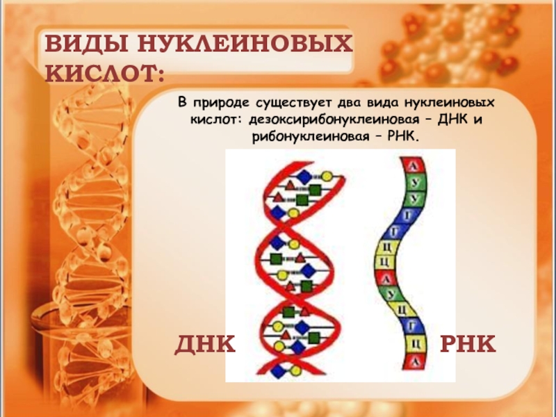Нуклеиновые кислоты 10. Нуклеиновые кислоты ДНК И РНК. Нуклеиновые кислоты биология 9 класс. Виды нуклеиновых кислот. Типы нуклеиновых кислот ДНК.