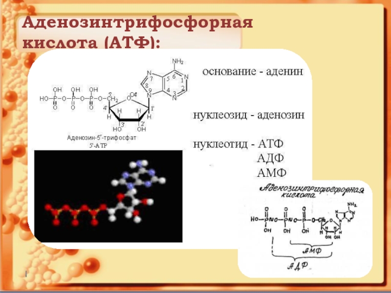 Атф основания. АТФ аденозинтрифосфорная кислота. Нуклеиновые кислоты АТФ. Формула аденозинтрифосфорной кислоты. Аденозинтрифосфорной кислоты (АТФ формула.