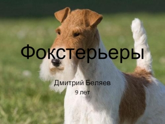 Фокстерьеры. Факты о породе