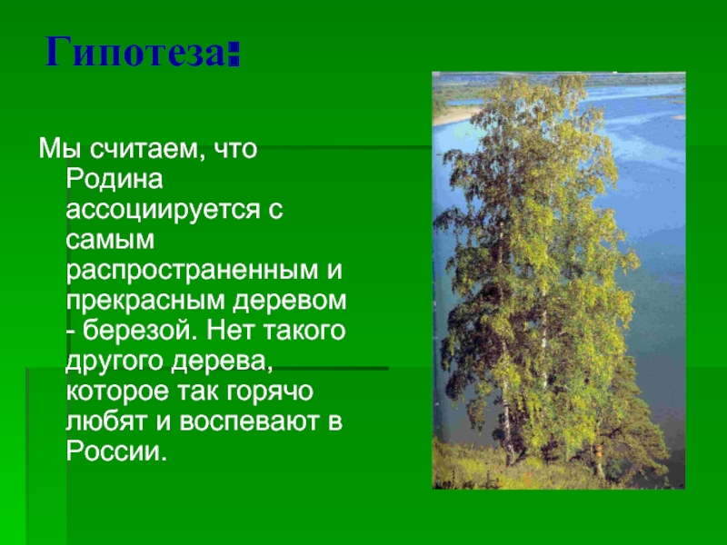 Когда появилось слово родина. Что ассоциируется с родиной. Самое распространенное дерево в России берёза. С чем ассоциируется Родина. Самая распространённая берёза в Росси.