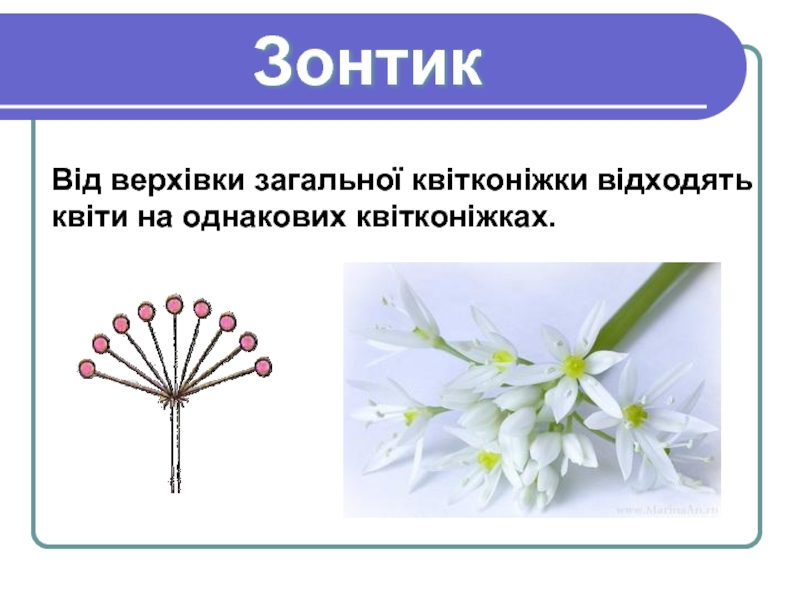 Простой зонтик растения. Биология соцветие зонтик. Соцветие простой зонтик. Растения с простым зонтиком. Схема соцветия простой зонтик.